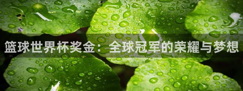 世界杯在线直播：篮球世界杯奖金：全球冠军的荣耀与梦想